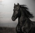 /album/fenykepgaleria/beautiful-horse-3-jpg/