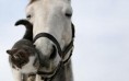 /album/fenykepgaleria/beautiful-horse-horses-22410531-1280-800-jpg/