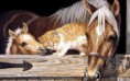 /album/fenykepgaleria/beautiful-horse-horses-22410542-1280-800-jpg/