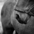 /album/fenykepgaleria/beautiful-horse-photo-from-pinterest-jpg/