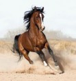 /album/fenykepgaleria/beautiful-horses-10-jpg/