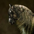 /album/fenykepgaleria/beautiful-horses-horses-17305909-670-670-jpg/