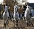 /album/fenykepgaleria/eventing-horse-blend-by-irisva-d331ao1-jpg/