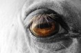 /album/fenykepgaleria/horse-eye-by-littleblackcloud91-d38k4l3-jpg/