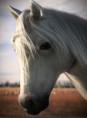 /album/fenykepgaleria/horse-by-duri-son-jpg/