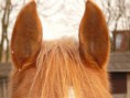 /album/fenykepgaleria/horse-ears-49636-640-jpg/
