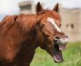 /album/fenykepgaleria/horse-laughing-537x442-jpg/